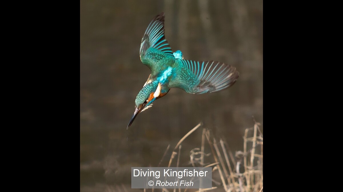 Diving Kingfisher